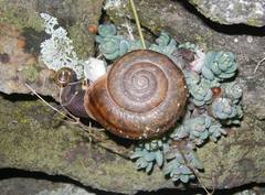 Campylaea padana