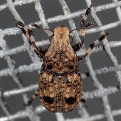 Euparius marmoreus