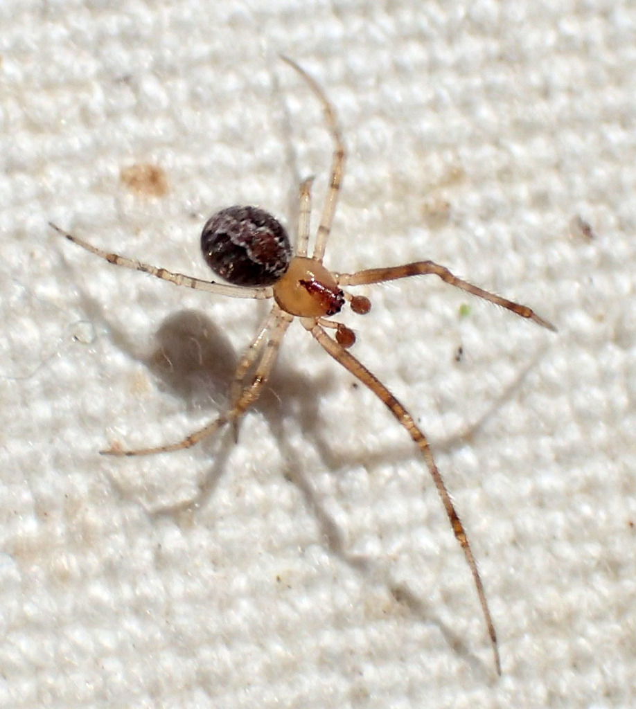 Theridion submissum