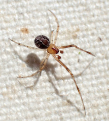 Theridion submissum