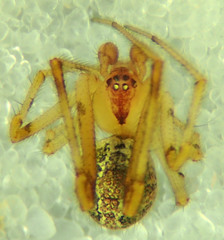Theridion submissum