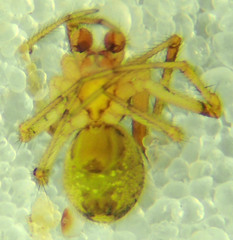 Theridion submissum