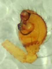 Theridion submissum