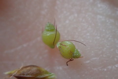 Rhynchospora globularis pinetorum