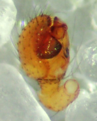 Theridion submissum