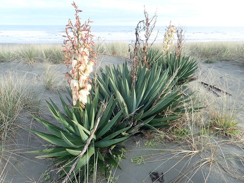 Moundlily yucca