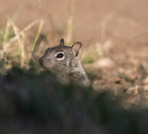 iNaturalist observation photo of Douglas's Ground Squirrel