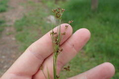 Rhynchospora globularis pinetorum