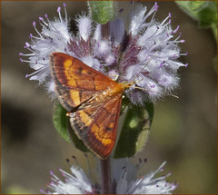Pyrausta californicalis