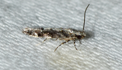 Coleotechnites florae