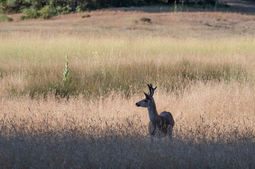 iNaturalist observation photo of Columbian Black-tailed Deer
