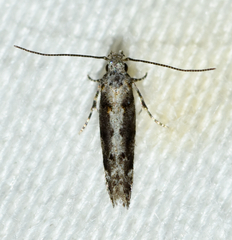 Coleotechnites florae