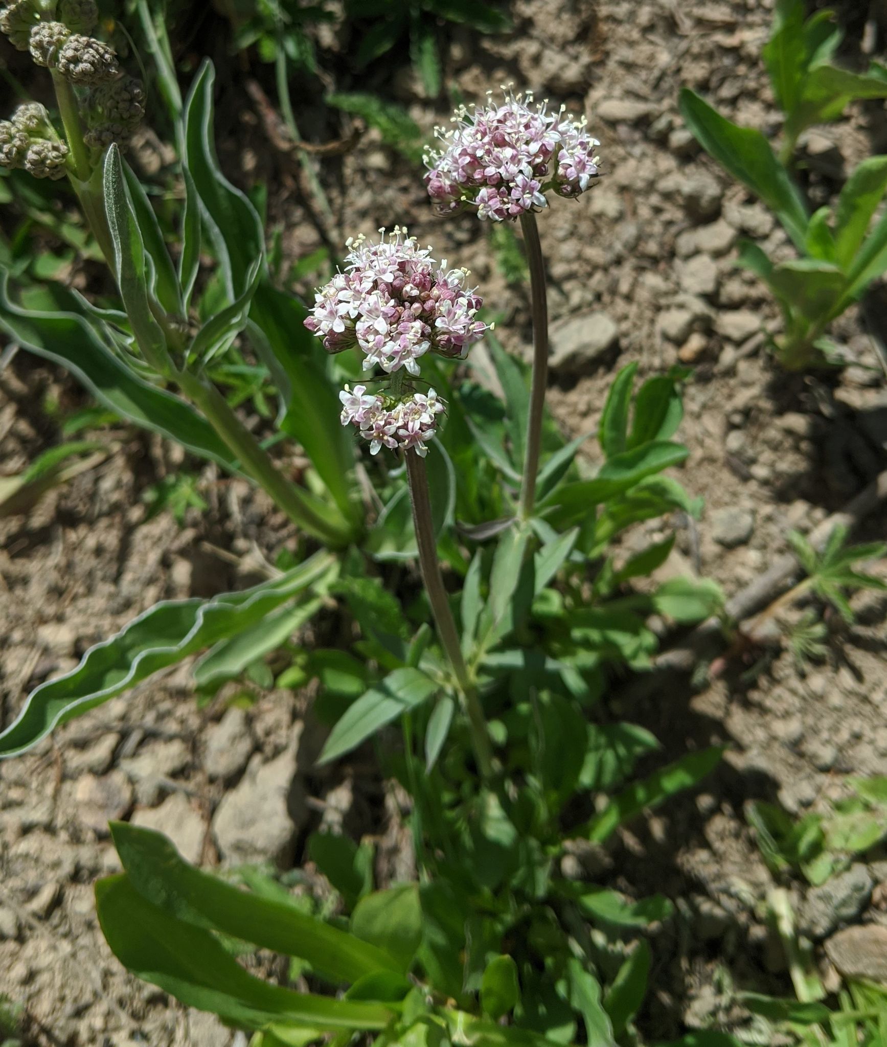 Valeriana acutiloba
