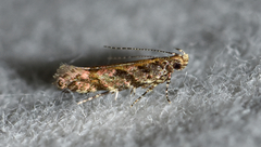 Aristotelia rubidella