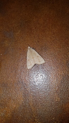 Scolecocampinae