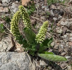 Veronica ritteriana