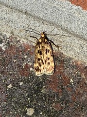 Martyringa latipennis