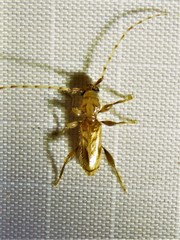 Obrium maculatum