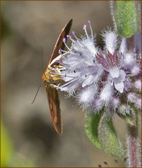 Pyrausta californicalis