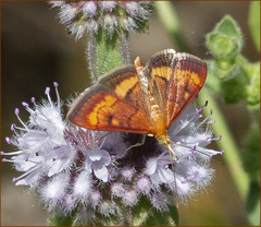 Pyrausta californicalis