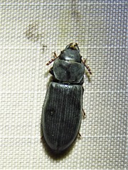 Tenebroides americanus