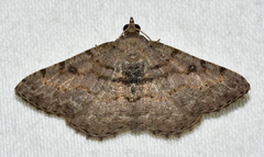 Digrammia gnophosaria
