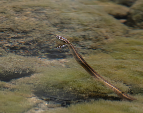 iNaturalist observation photo of Aquatic Garter Snake