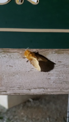 Megalopygidae