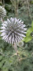 Echinops sphaerocephalus