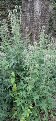 Echinops sphaerocephalus
