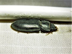 Tenebroides americanus