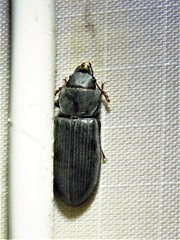 Tenebroides americanus