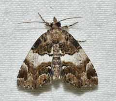 Cutina distincta
