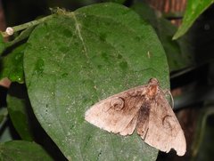 Spirama retorta