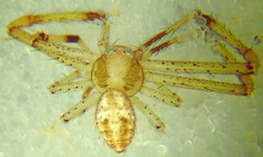 Mecaphesa quercina