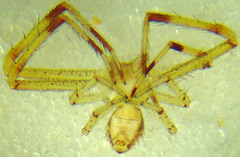 Mecaphesa quercina