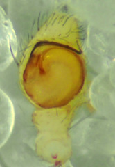 Mecaphesa quercina