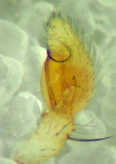 Mecaphesa quercina