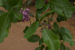 Philenoptera violacea image