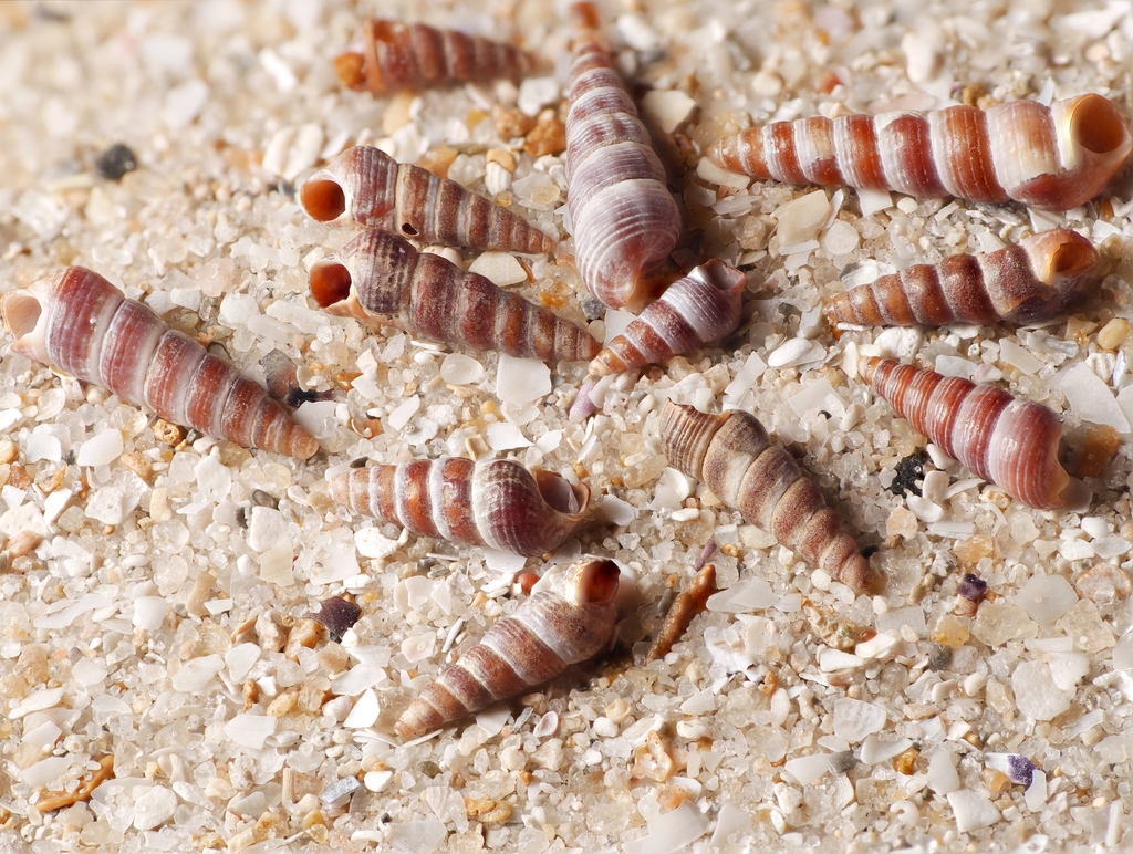 Mud-creeper Snails