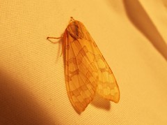 Halysidota tessellaris