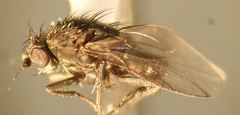 Leptocera
