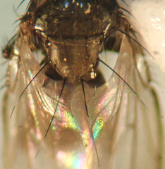 Leptocera