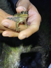 Lithobates virgatipes