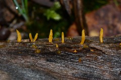 Calocera australis