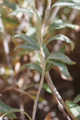 Eriogonum microtheca ambiguum