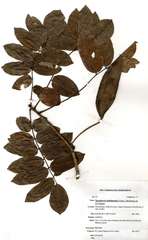 Xeroderris stuhlmannii