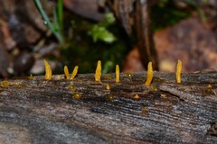 Calocera australis