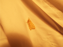 Halysidota tessellaris