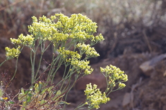 Eriogonum microtheca ambiguum
